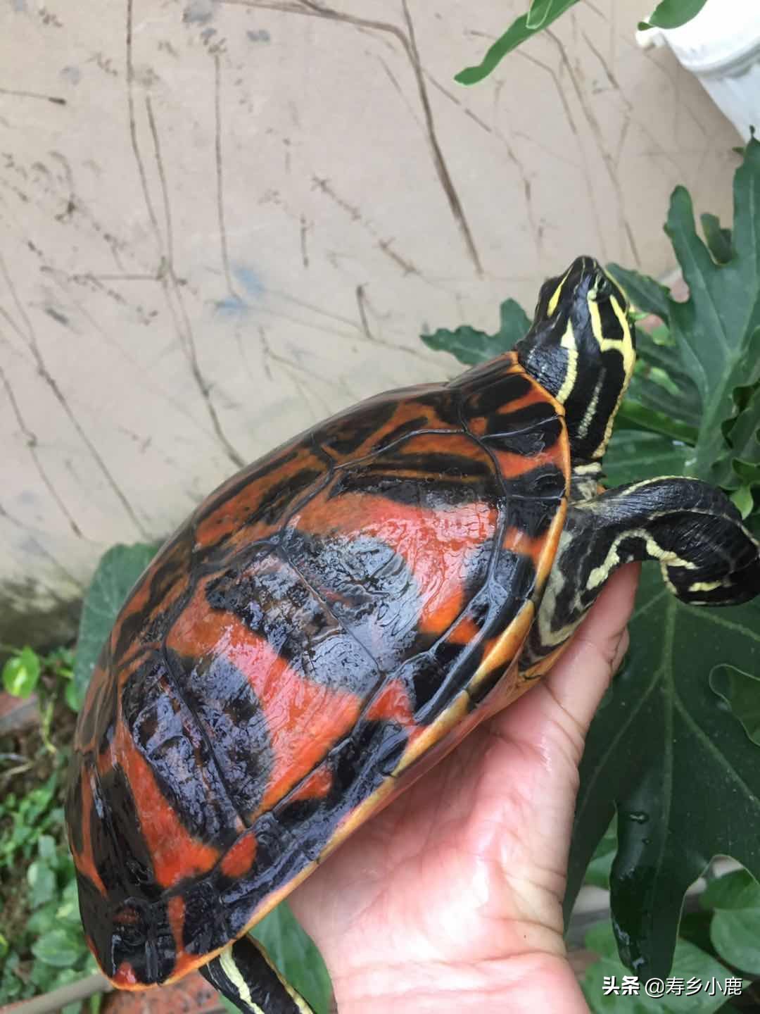 水龟要冬眠时水位是深还是浅水,黄喉拟水龟冬眠后第二年不吃东西