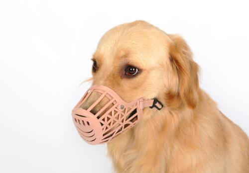 狗打了一针疫苗咬人会得狂犬病吗,打疫苗的狗咬人会得狂犬病吗