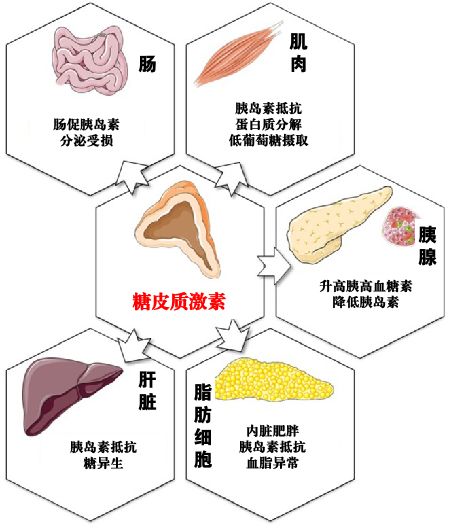 红斑狼疮用什么药不长胖效果又好,红斑狼疮患者会长胖吗