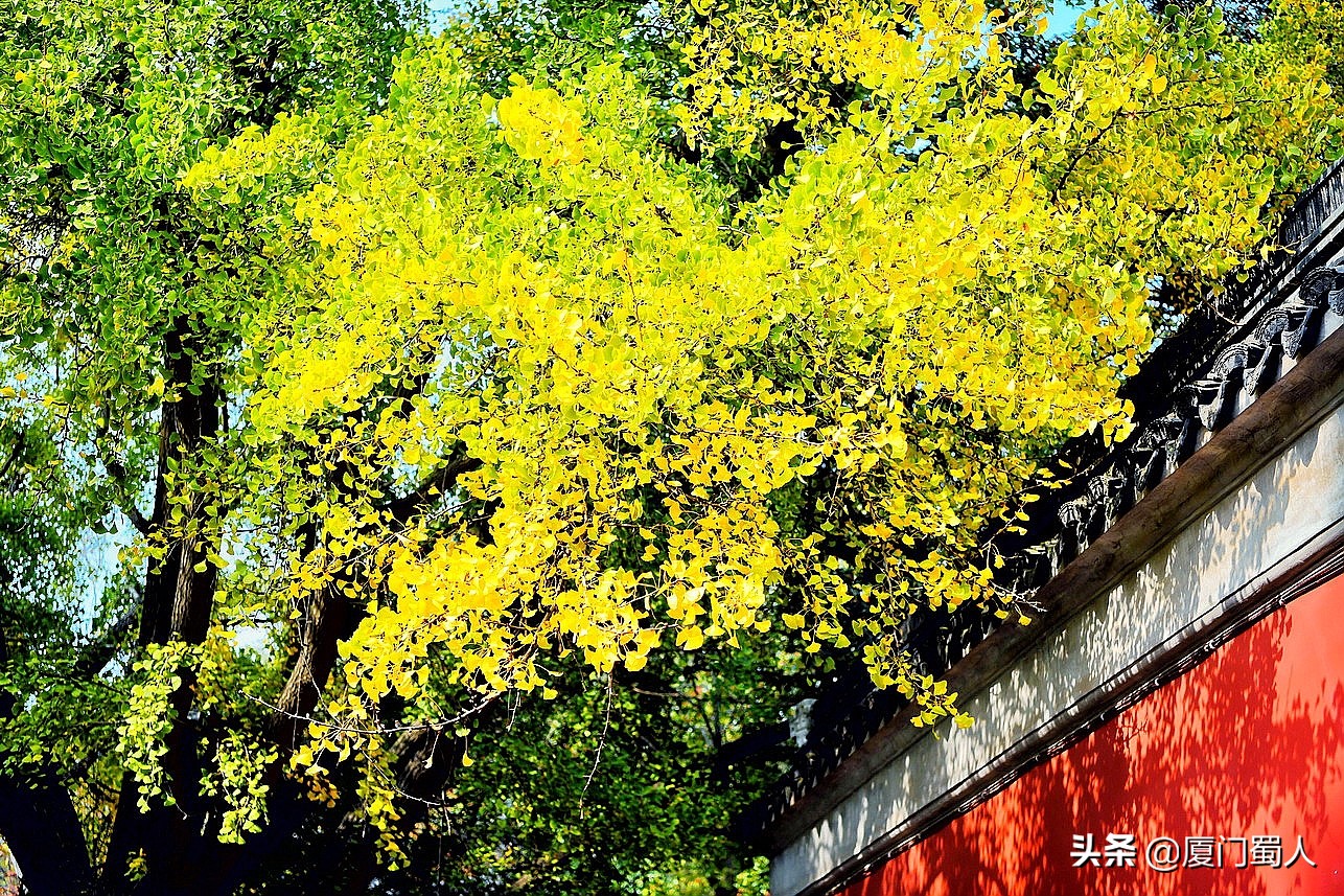 南京四大赏枫地 (南京赏枫胜地)