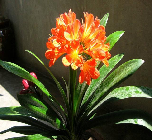 冬季如何养君子兰长得快,室内养君子兰怎么养比较好