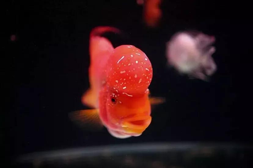 鱼缸里死了鱼有腥臭味怎么处理,鱼缸换水后第二天腥臭味很重