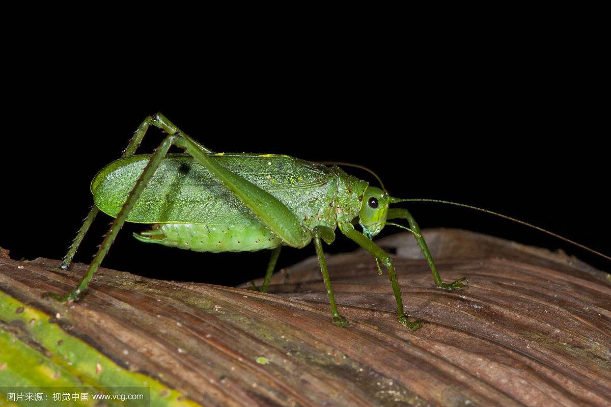 中药材叫姑姑(纺织娘)