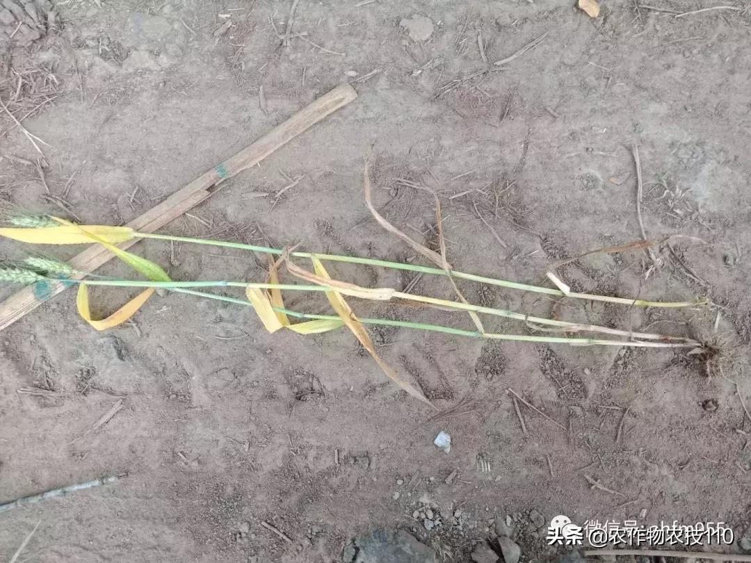 955·农技】一周微农事咨询信留言精选+专家回复