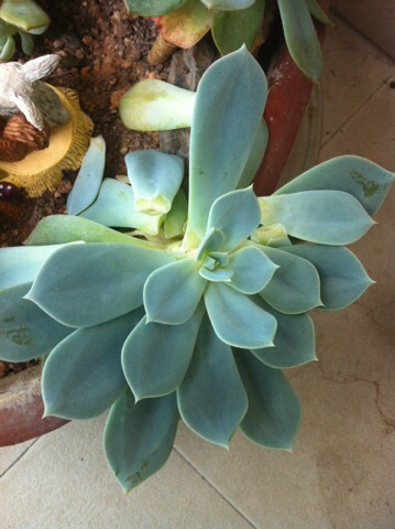 多肉植物掉叶什么情况用肥,多肉植物为什么老是掉叶子