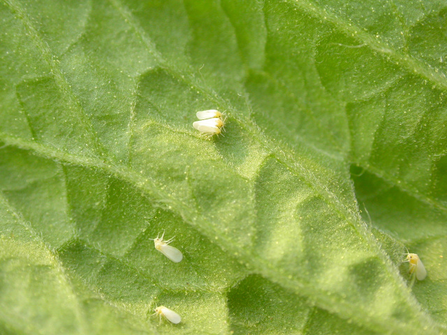 防治病毒措施,有什么办法可以消灭病毒