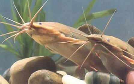 捕获巨型黄金鱼,山东捕获黄金鲶鱼