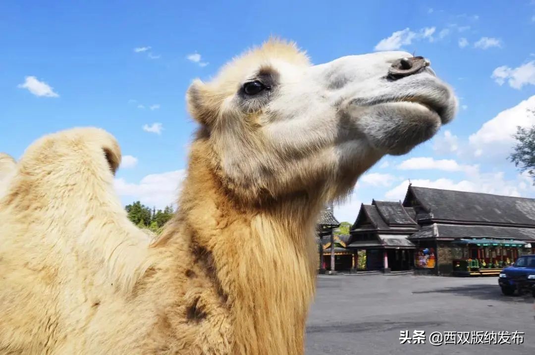 勐海旅游攻略自由行路线图,中国旅游日云南西双版纳