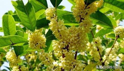 桂花盆栽如何施肥,盆栽桂花什么时候施肥