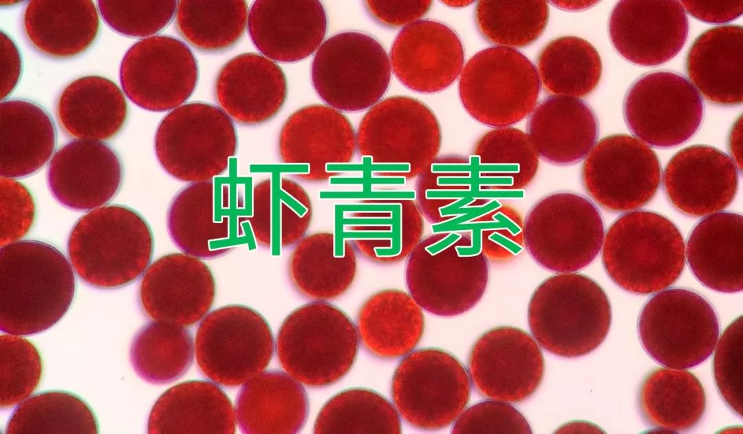 虾青素抗衰精华液,虾青素是抗衰的天花板