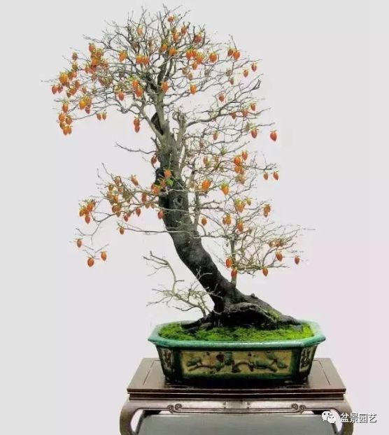 48种绝世盆景,绝世惊艳之作