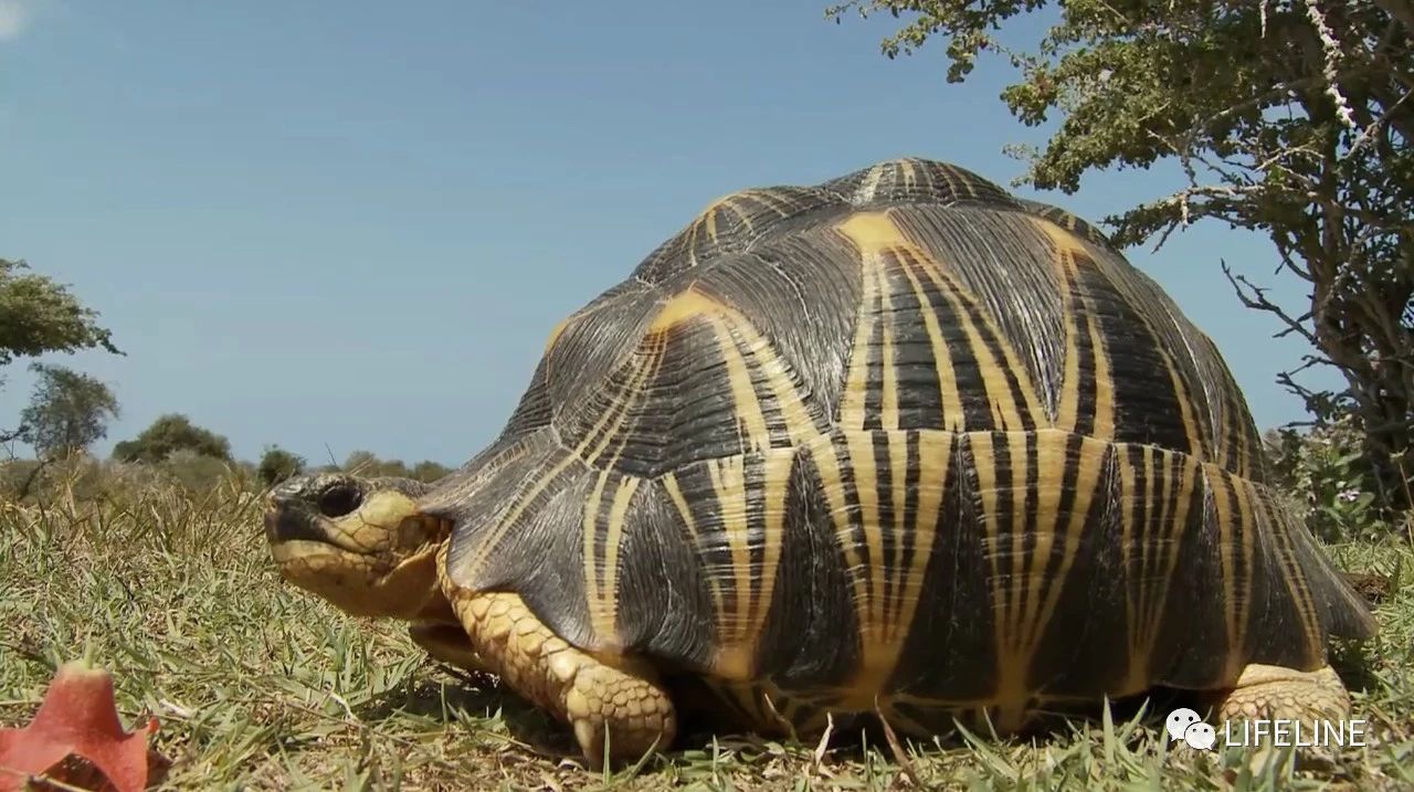 龟中“考拉”，请别让我们的孩子在博物馆见到它们...