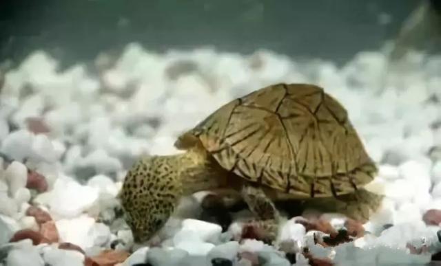 你知道乌龟能活多少岁吗,巴西涂了漆的龟能活多久