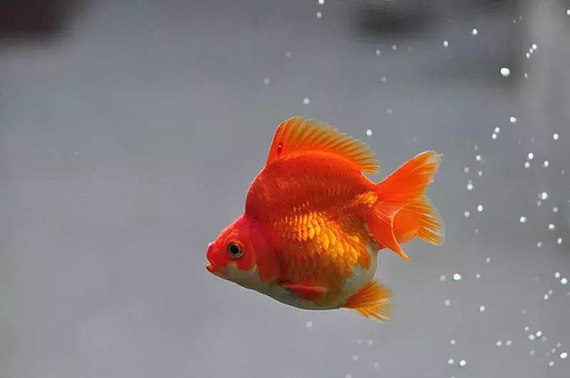 我喜欢的小动物大熊猫作文三年级,三年级作文部编上册喜欢的小动物