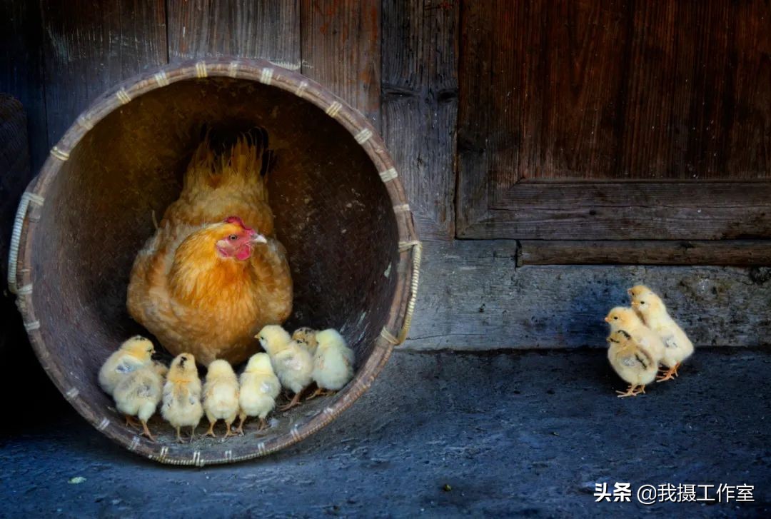 第16届国际摄影艺术展获奖作品,第29届全国摄影艺术展览作品集