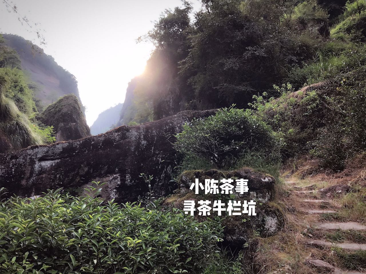 武夷岩茶乌龙茶最好喝的茶,什么样的武夷岩茶最好喝