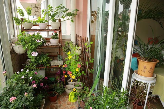 没时间、没经验的阳台种菜者，统统看过来，台长为你提供解决方案