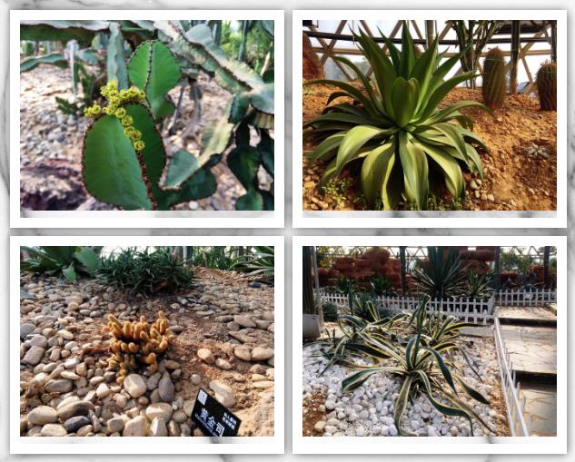 藏不住了！国庆苏州这片花海美哭了！大人小孩玩到不想走