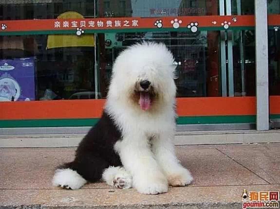 狗狗大全,送给喜欢狗的人）