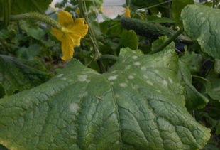 黄瓜高温黄叶病怎么治,黄瓜幼苗高温叶子蔫了怎么解决