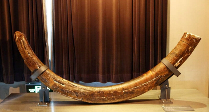 猛犸象牙携带远古病毒,猛犸象牙有远古病毒吗