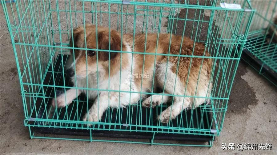 被救下的111条狗狗,一只金毛流浪狗被解救过程