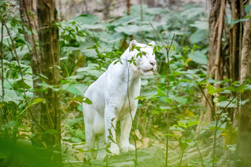 玩转广州长隆野生动物世界之行,广州长隆动物世界游玩攻略图