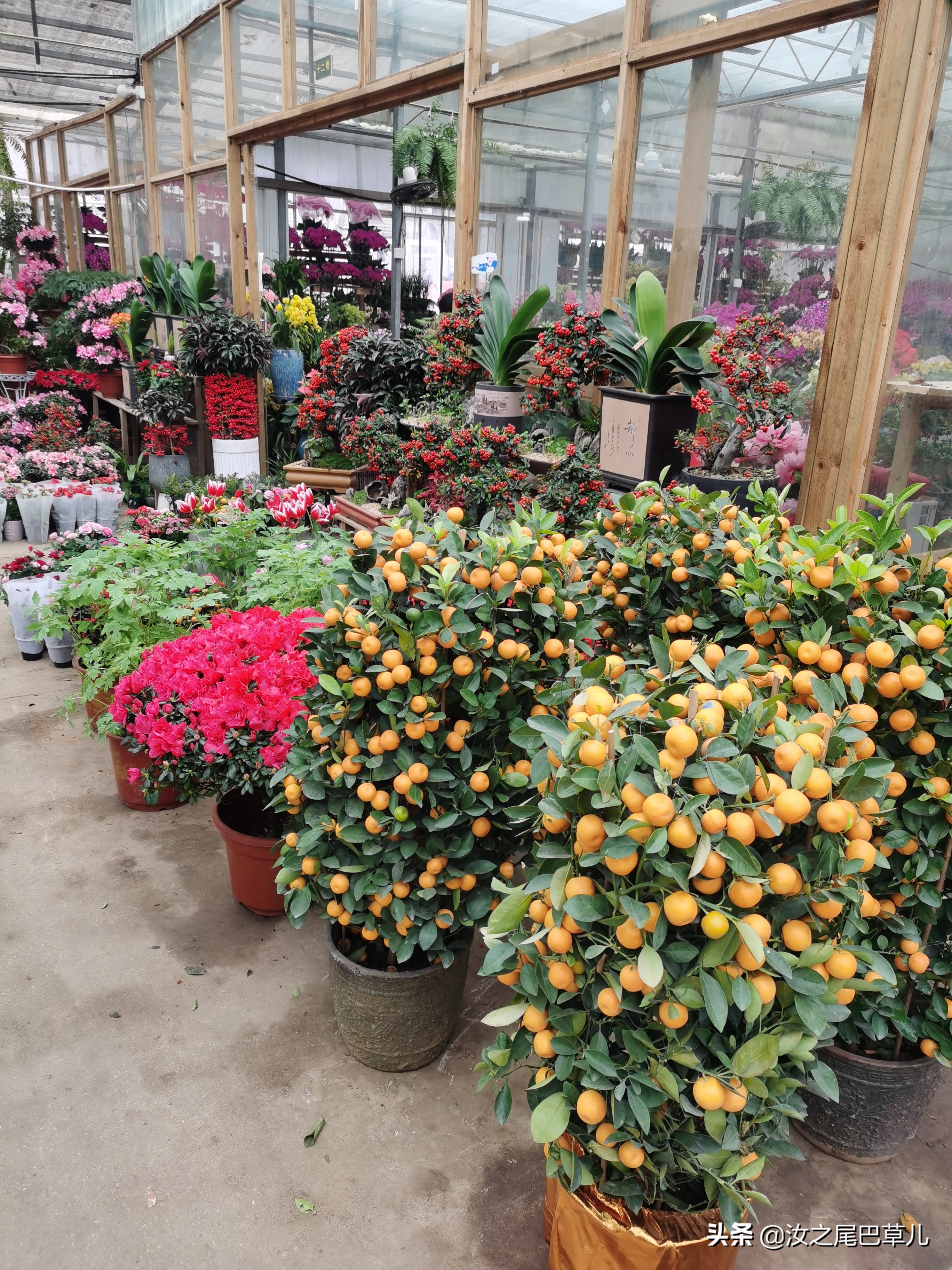 江苏常见年宵花哪里买,上哪里买年宵花最便宜