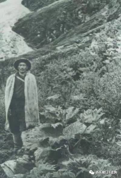 何谓发现？是洛克发现了丽江？