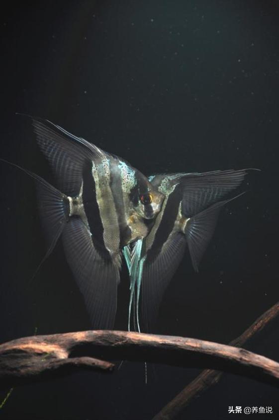 观赏鱼为什么老是打架,观赏鱼打架有什么好办法