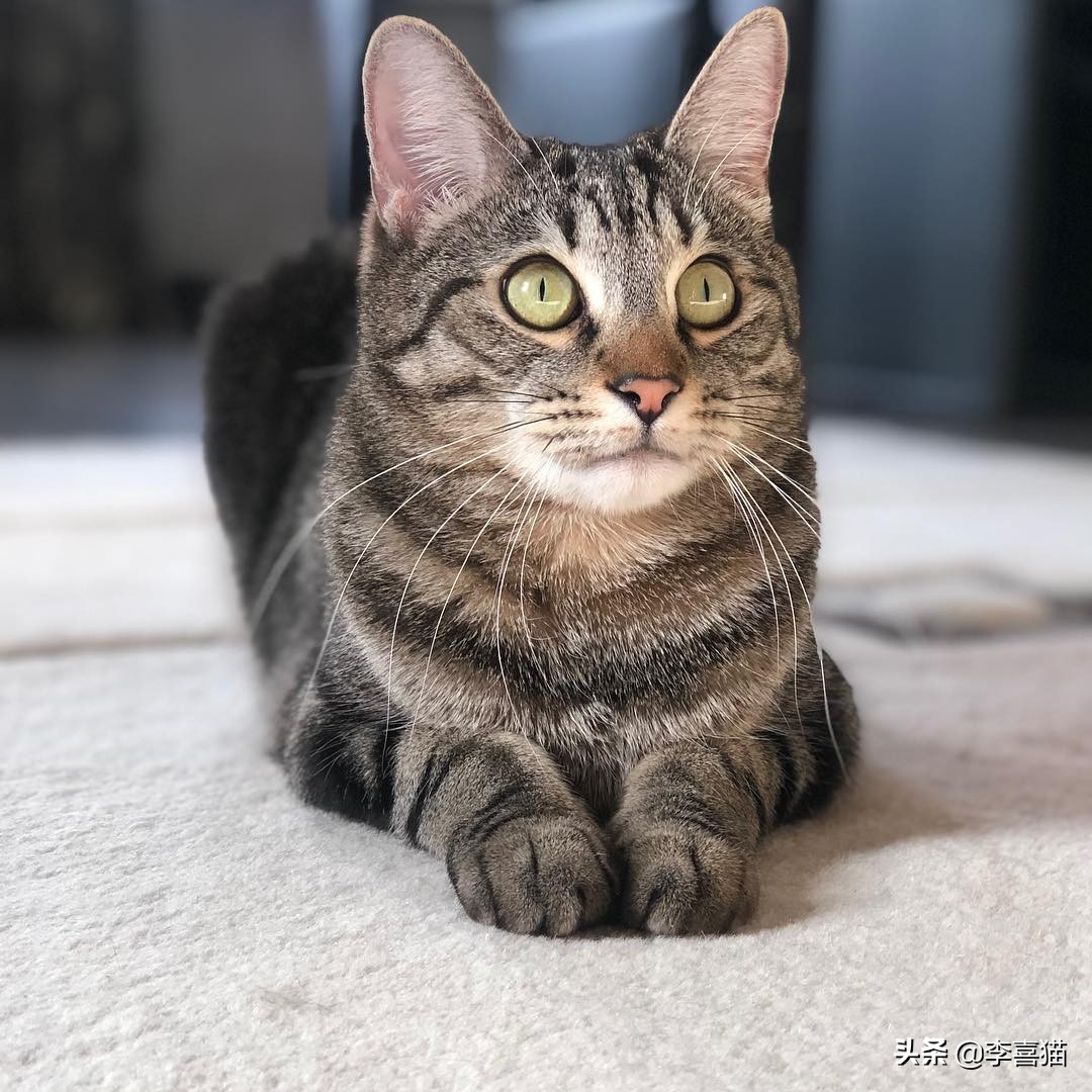 猫咪夜里跑酷可以关厕所嘛,有什么办法能让猫咪停止跑酷