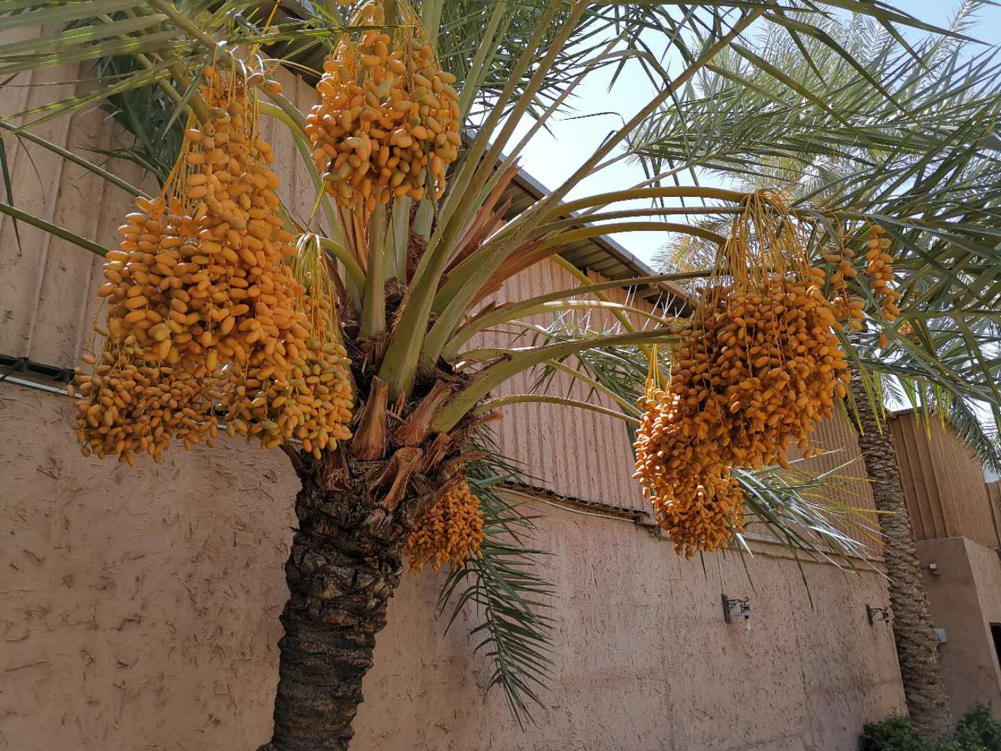 中国人赴沙特打工感受,在沙特打工的中国人现在能回国吗