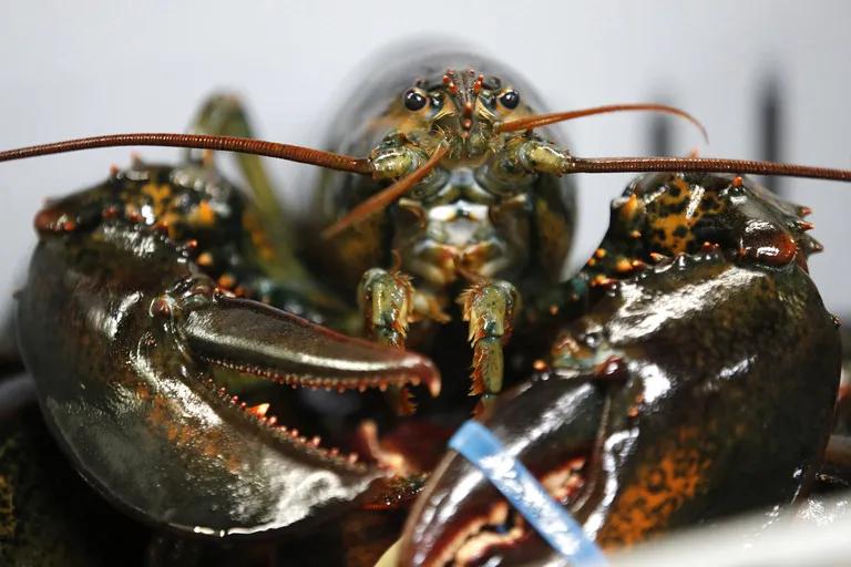 中国波龙进口价格,今日波龙价格