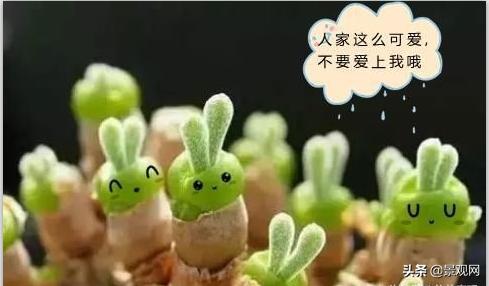 长大后的兔耳多肉,有一种长得像兔耳朵的多肉