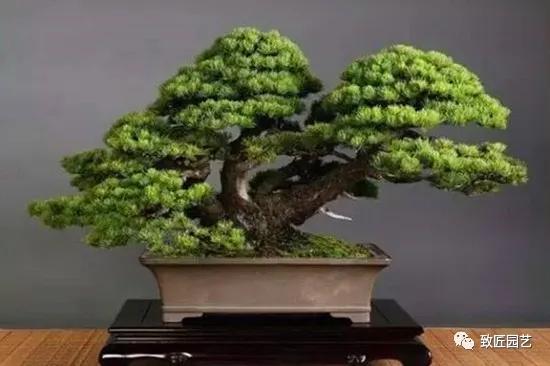 打算做盆景行业怎样入行,想做盆景生意怎么入手