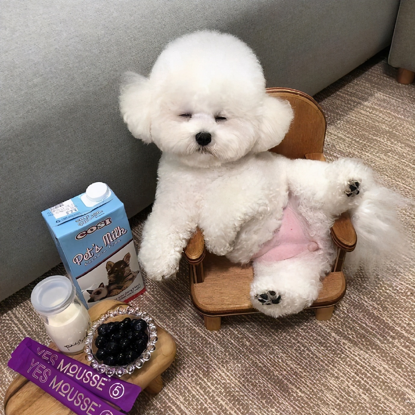 很好养不爱叫的小型犬,不吵不闹的小型犬有哪些