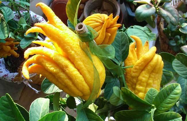 盆栽佛手多结果有什么技巧方法,金佛手千佛手青佛手有什么区别吗