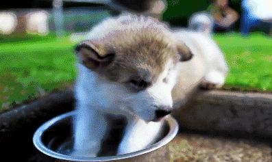 狗狗尿液正常但是滴血,狗狗尿液浓稠颜色偏绿