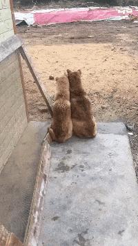 “如果这群女混混*攻围**我,我会舌战群儒!”你会怎样脱困?