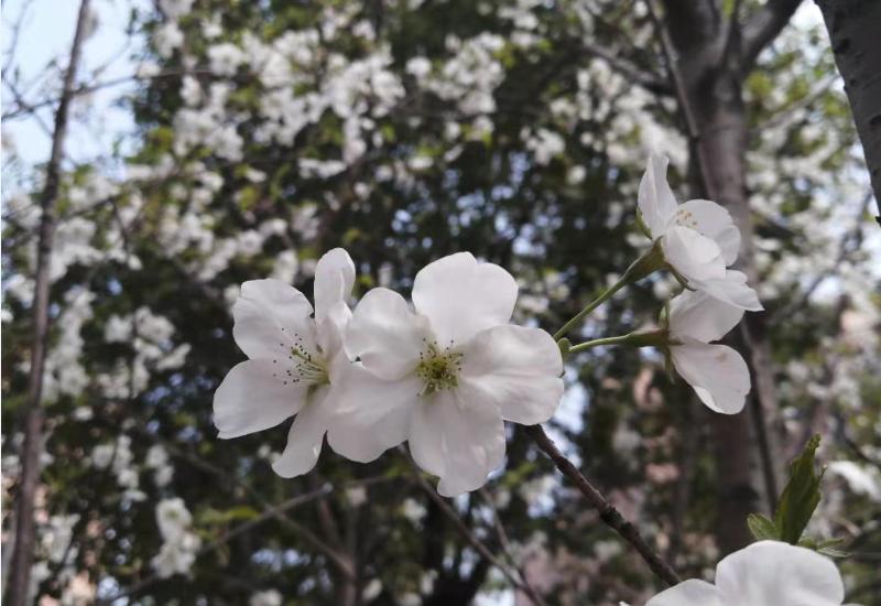 公司辞退管理层的5大招数,用人单位辞退员工怎么赔偿