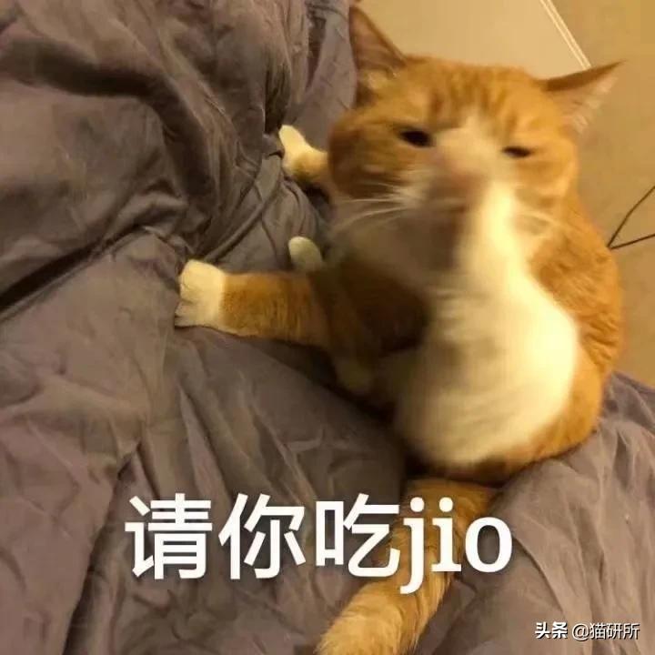 猫爪有什么隐藏的秘密,猫爪爪有哪些冷知识