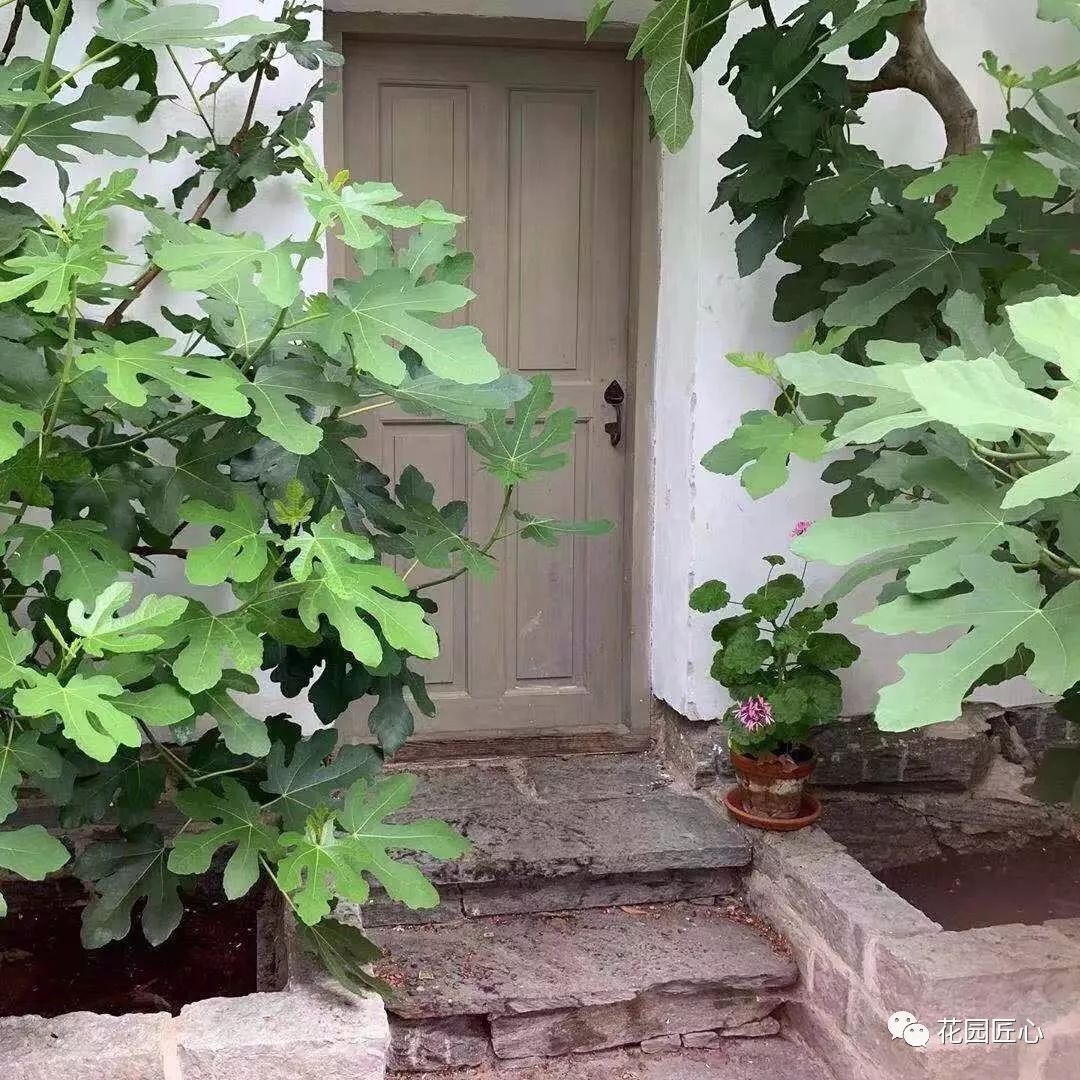 想自己种一棵树,想种自己的树