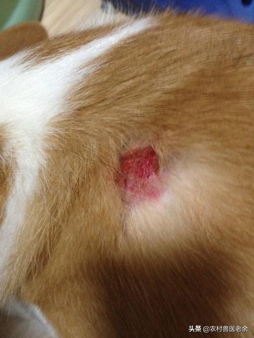 宠物猫狗皮肤病瘙痒寝食难安，主人难受着急，诊断准确才是关键！