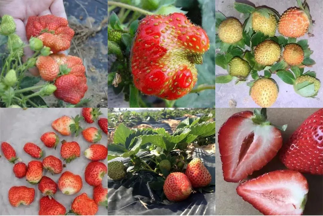 草莓很矮怎么办,草莓口感如何调整