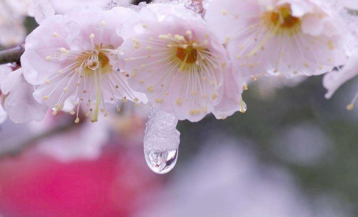 春天梅花开原创诗句,原创诗词梅开二度