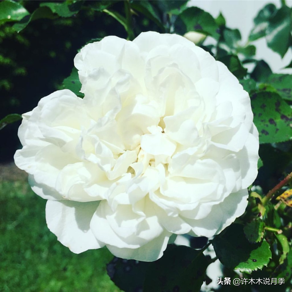 月季品种大全大图欣赏,美到窒息的月季品种图片