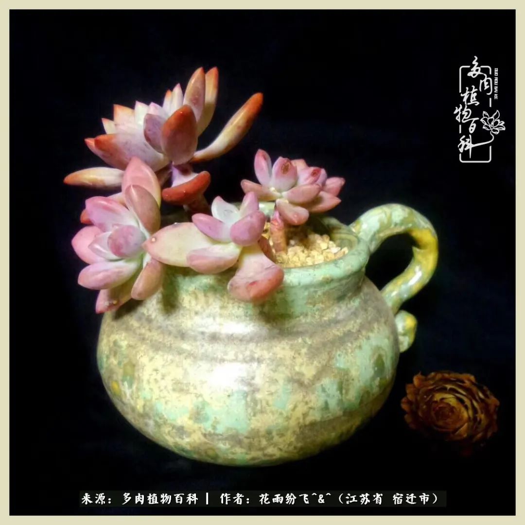 我家老臧：从反对到爱屋及乌的多肉守护人