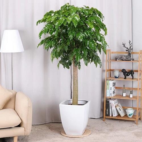 金钱树叶黄怎么补救最快,金钱树黄叶子应该怎么补救