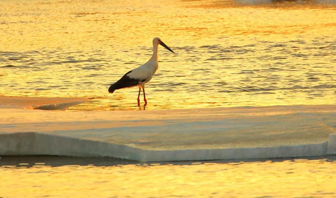 东北三省最适合宜居的城市,东北三省宜居养老城市