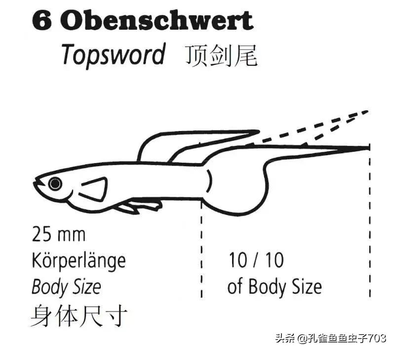 为啥我买的孔雀鱼尾巴特别小,为什么买的孔雀鱼养不活